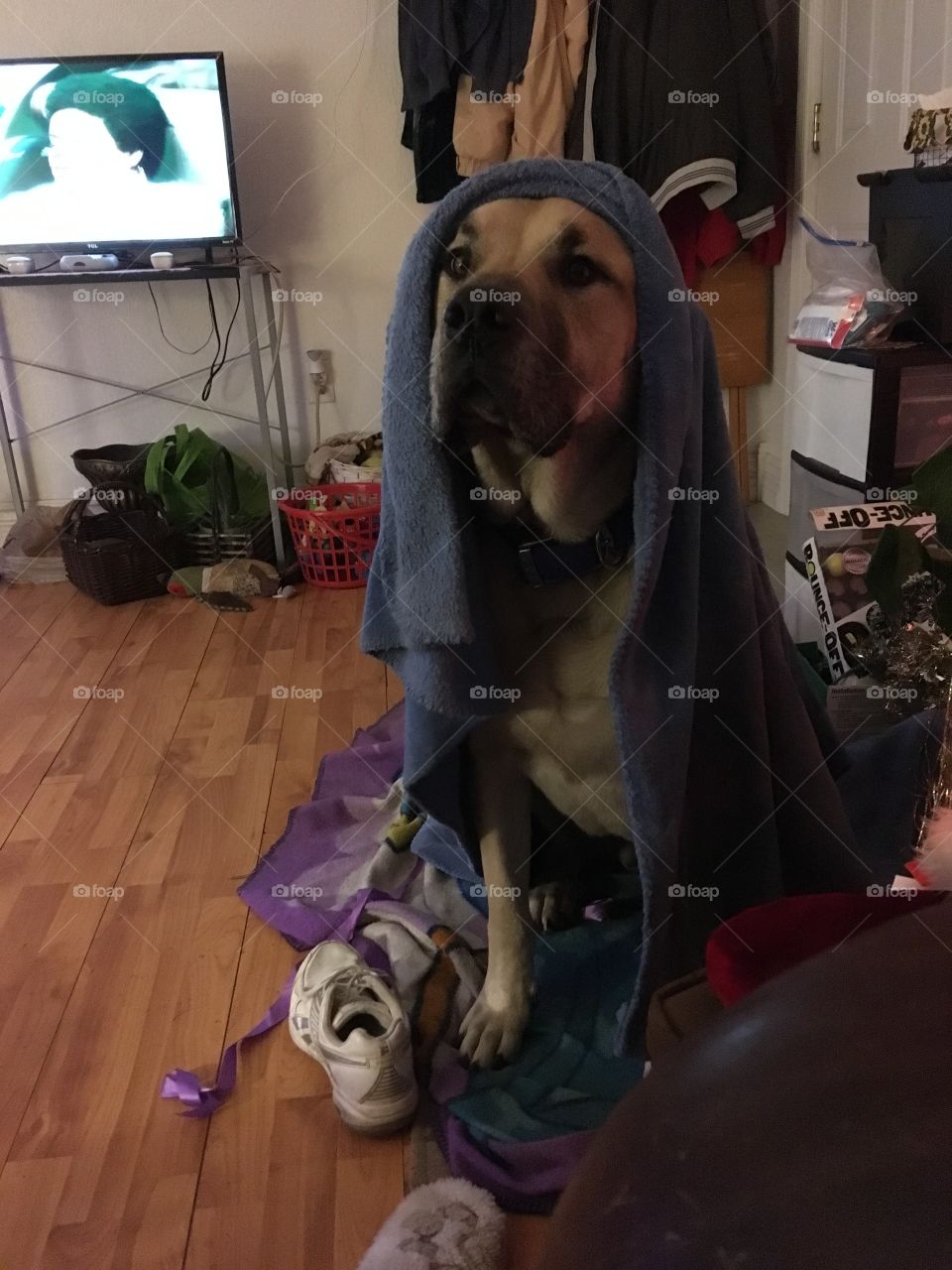 Bear my big ole mastiff sitting with his blanket on over his head