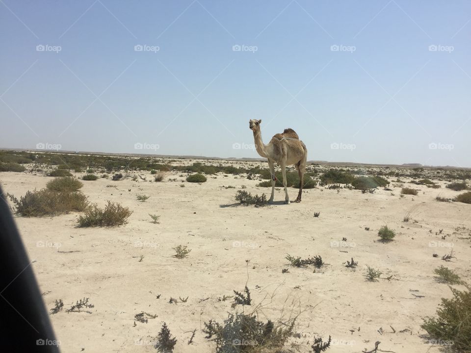 Camel is looking at me in desert area when I am with friends. 
