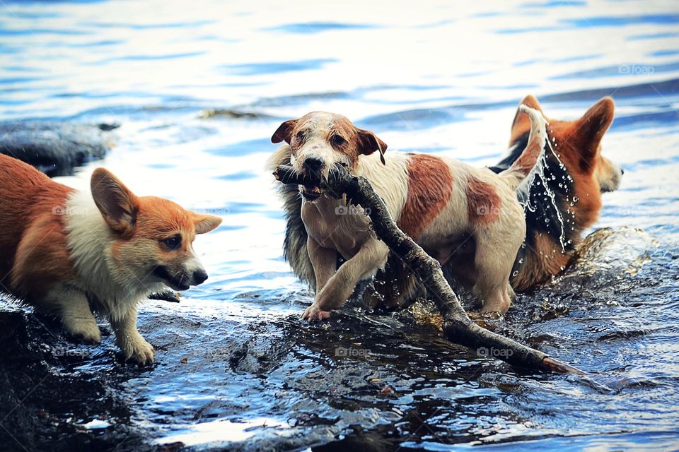 Dogs playing in the water