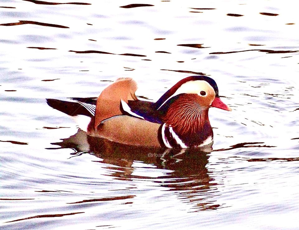 This is my favorite wood duck at the local pond. He’s colorful, friendly, and loves to show off his impressive feathers!