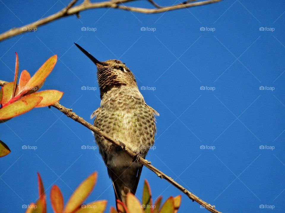 Hummingbird At Rest