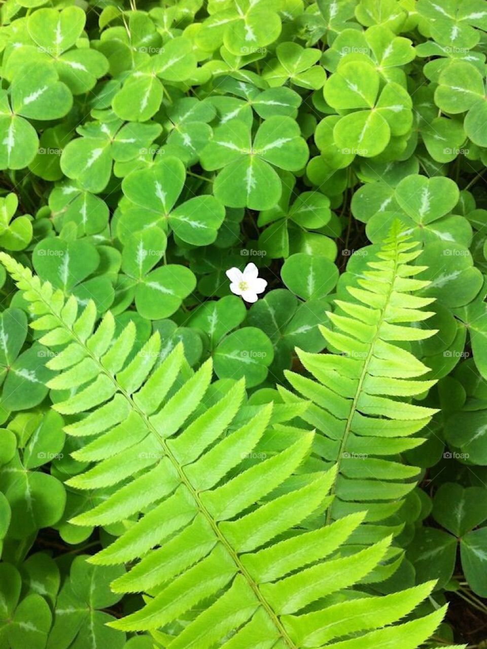 Can you find a 4 leaf Clover? At Butchart Gardens on Victoria Island, BC. Canada 🇨🇦 