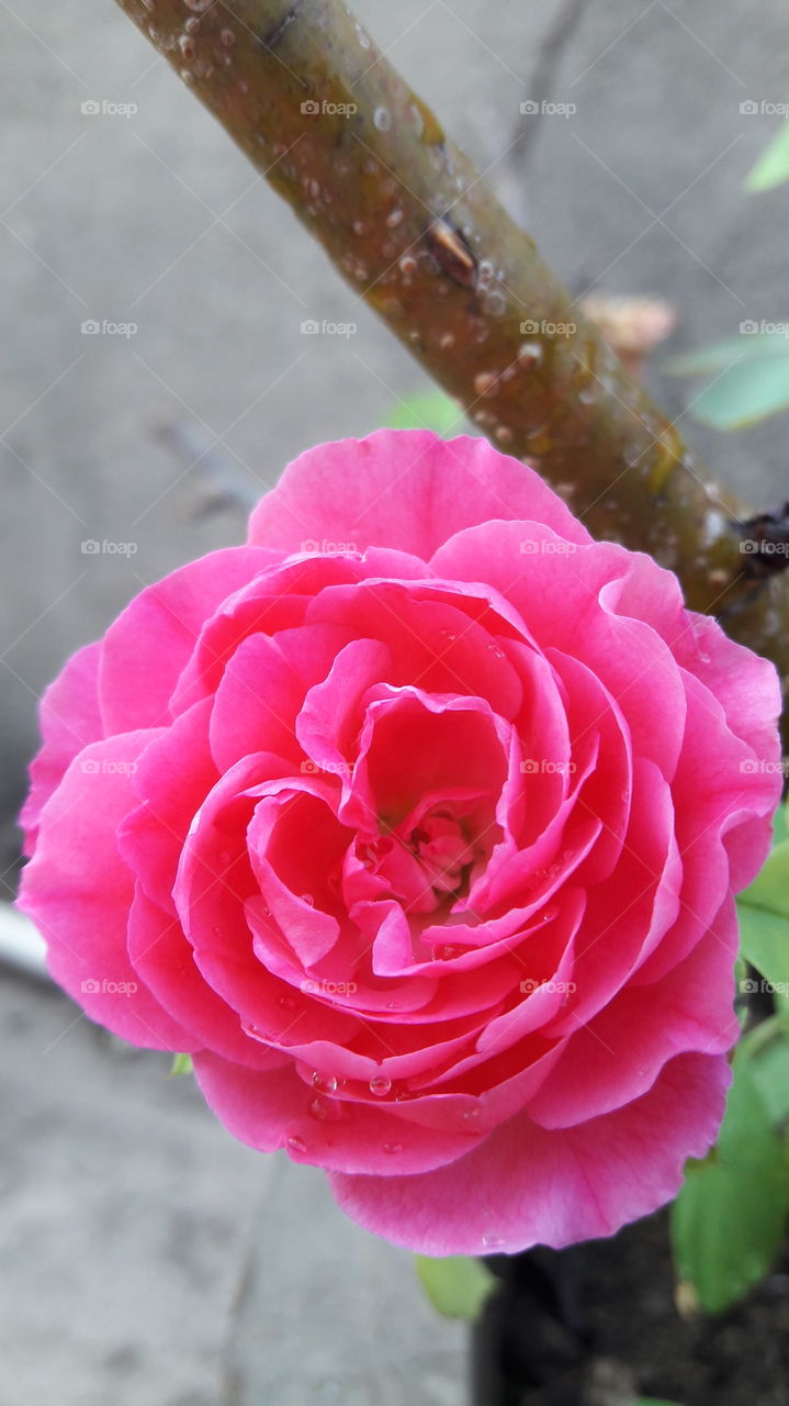 rose blossom
rose are the most beautiful flowers.