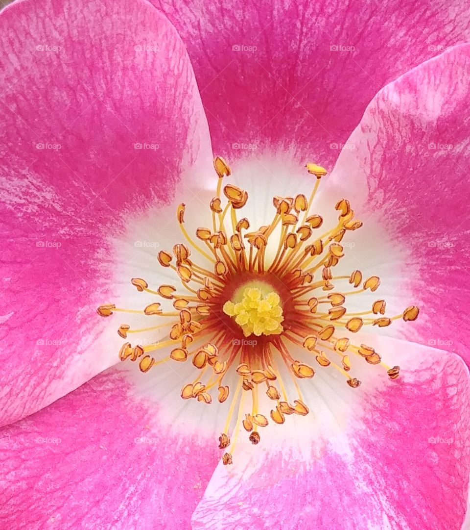 flower blühen Blüten Blume rosa pink pflanze Sommer summer hell schön beautyful