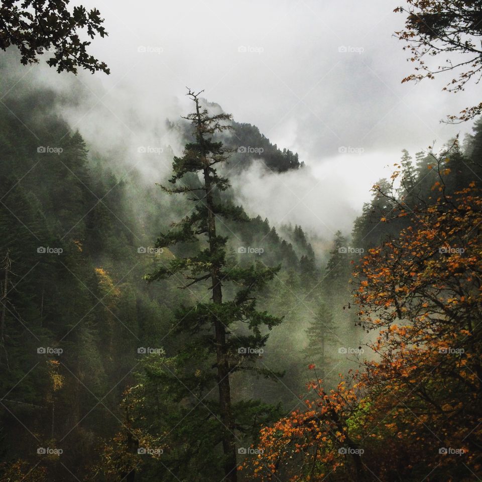 Trees in foggy forest