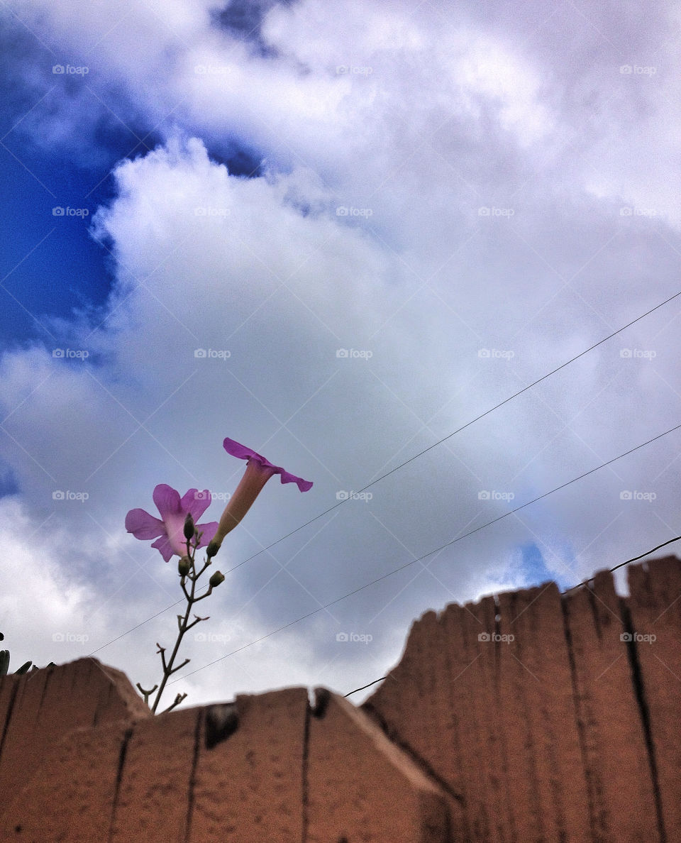 brea sky flowers nature by analia