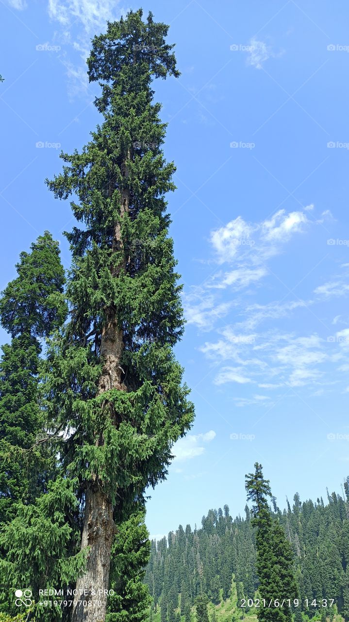 A beatiful picture depicting Summer in Beatiful thick Woods of Forest area of Keller Shopian  with blue Skies.......