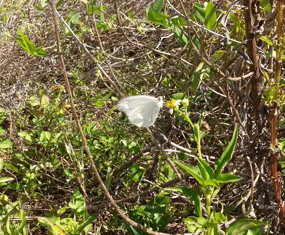 butterfly among brush