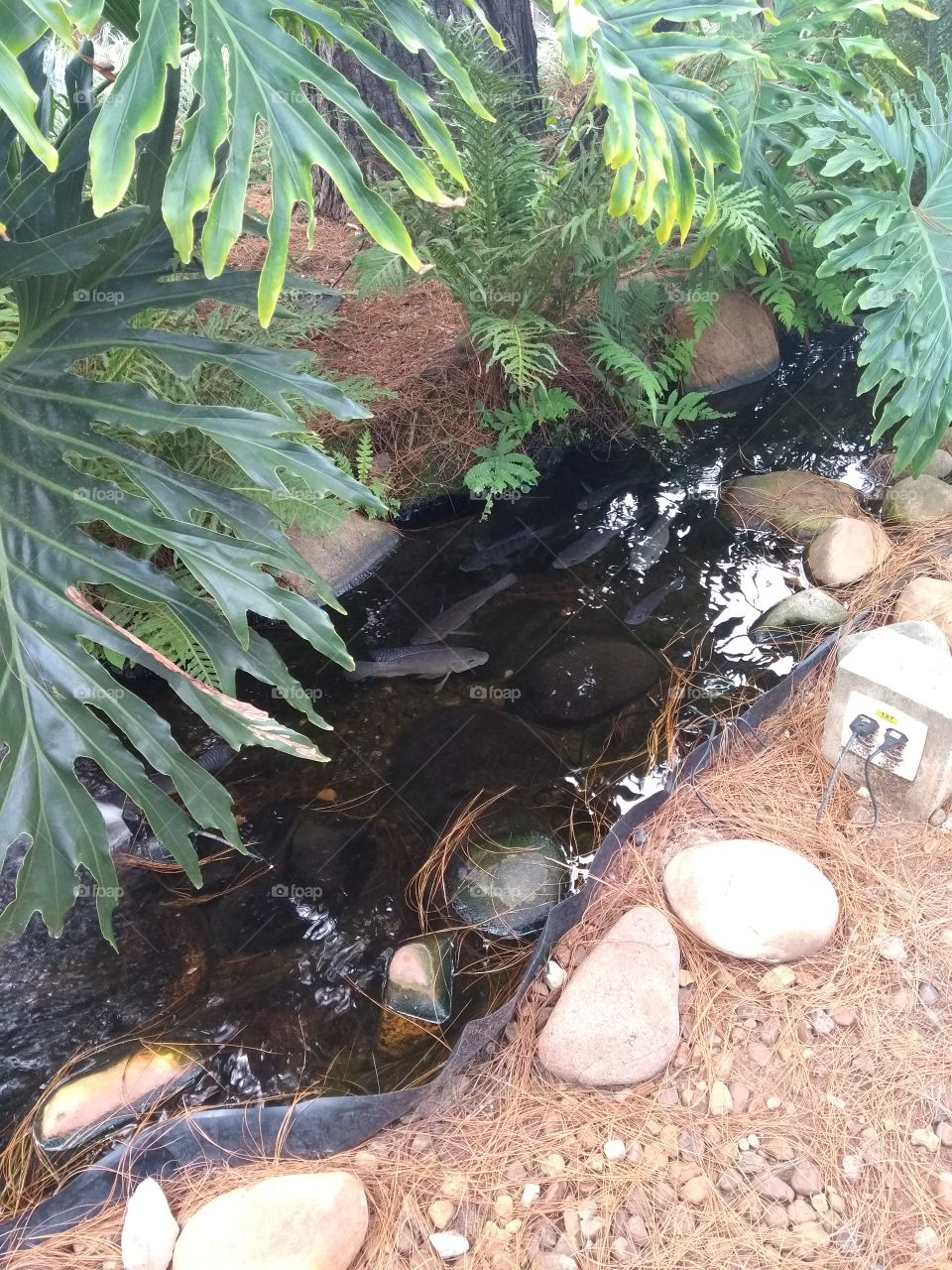 the lake with fishes