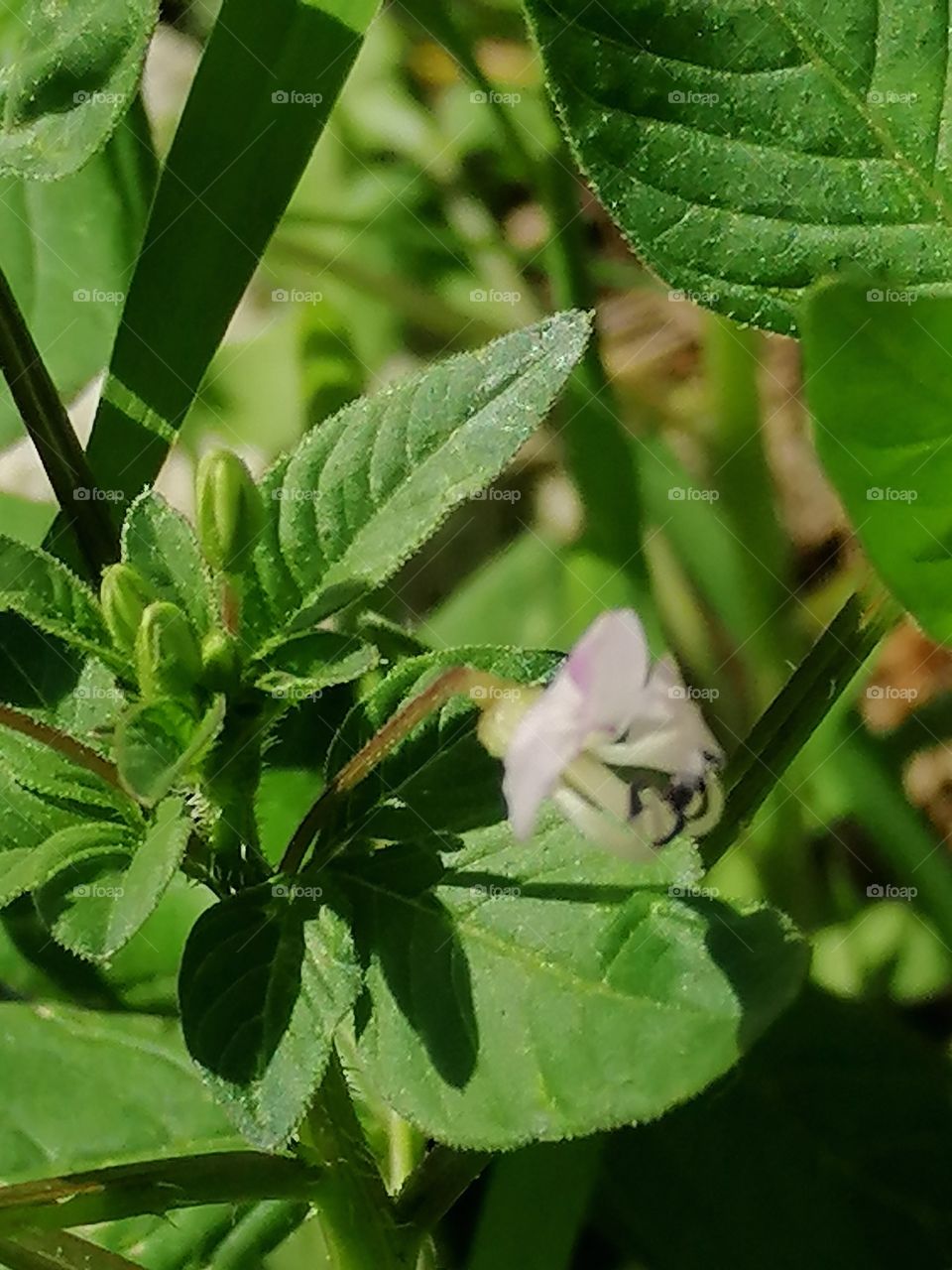 Zoomed in tiny flower; Mobile Photography