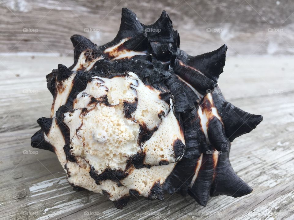 Close-up of a conch shell