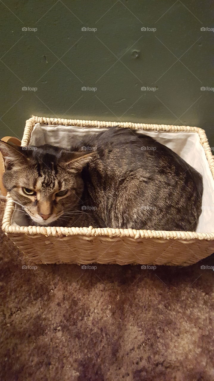 Cat in a basket!