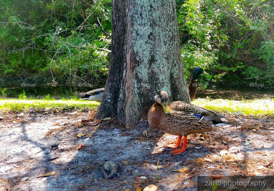 ducks sunbathing