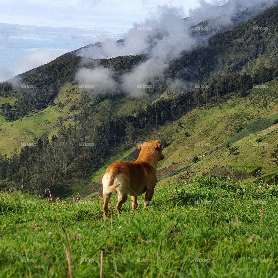 perro en espera en tenerife