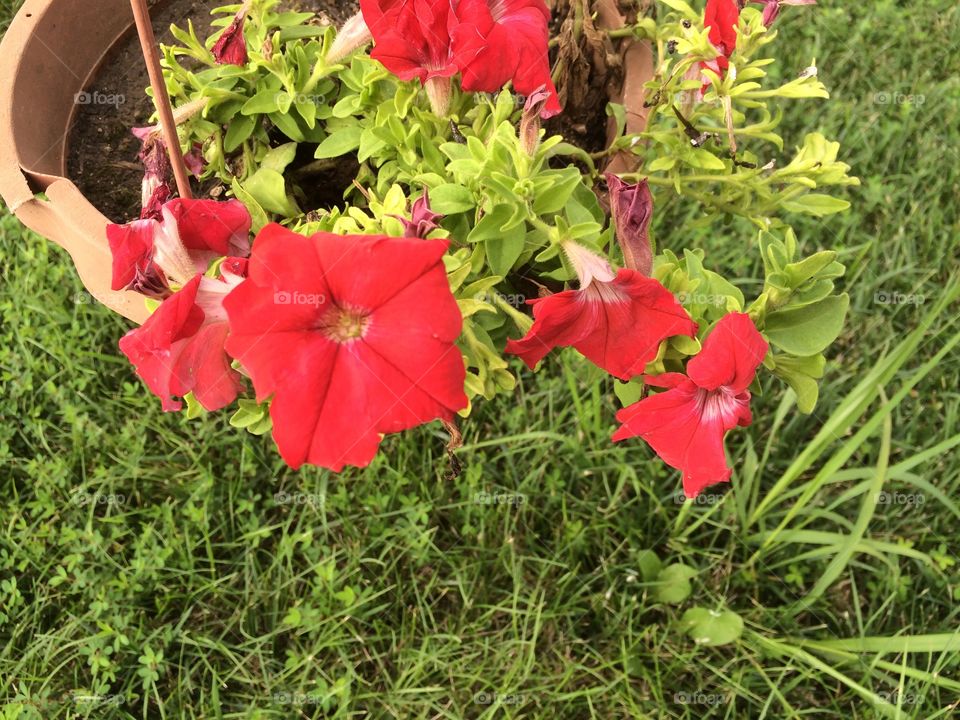 Red Color Story, red, flower, flowers, leaves