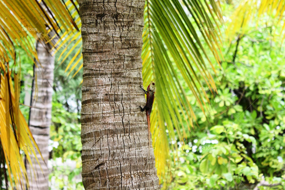 green lizard tropic coconut tree by aisti