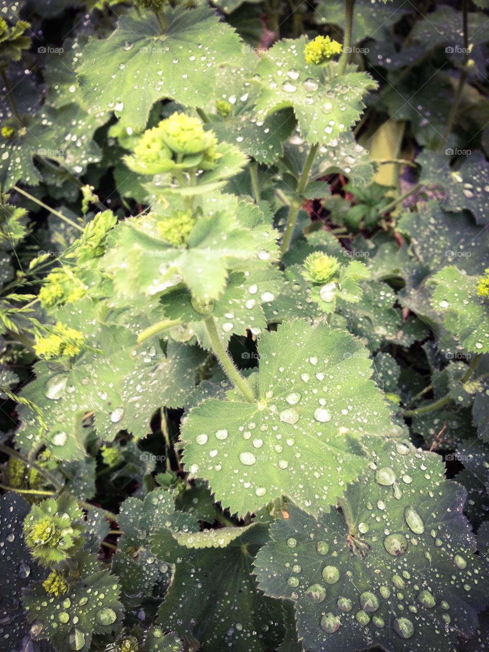 lady's mantle