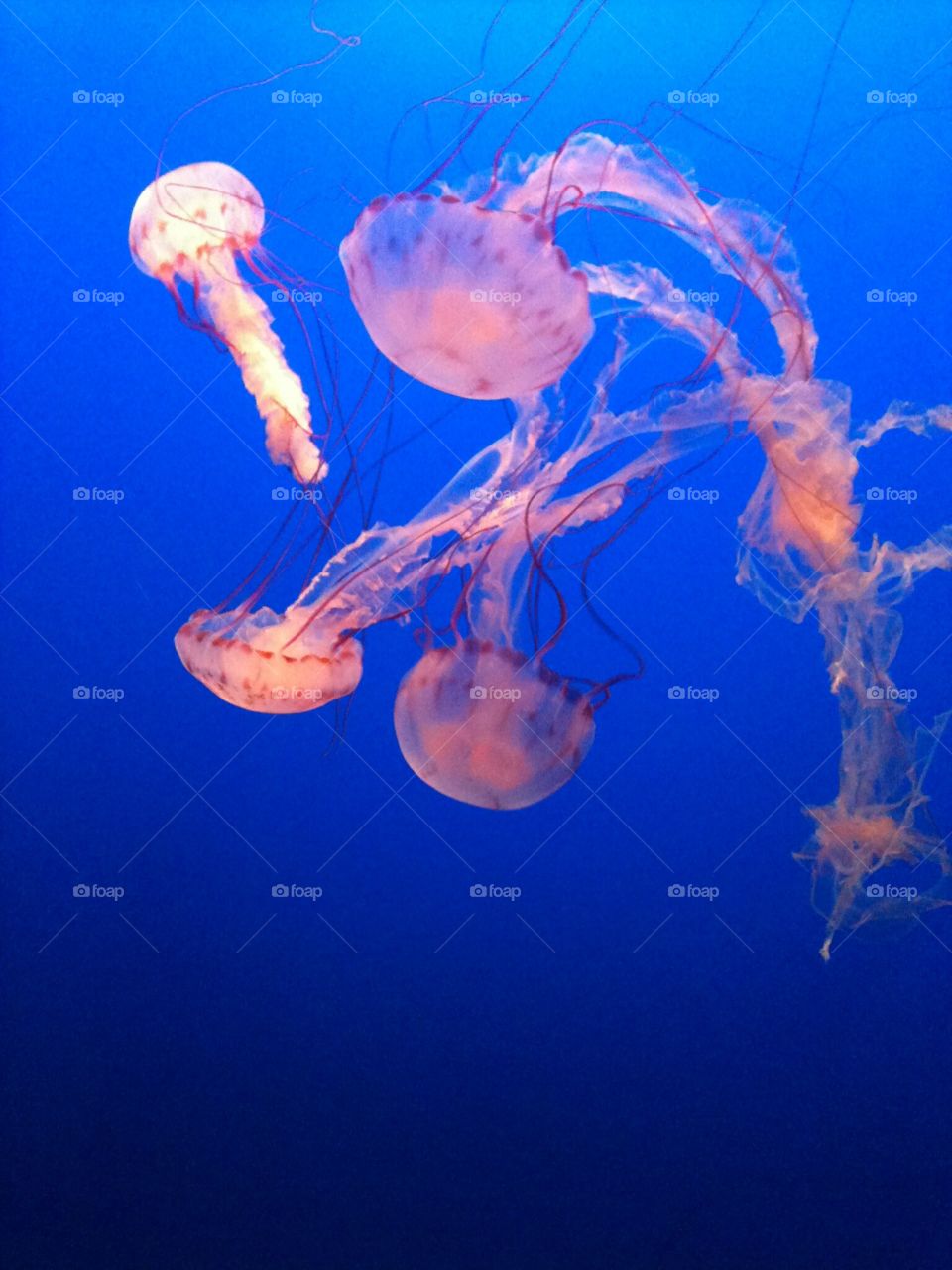 jellyfish