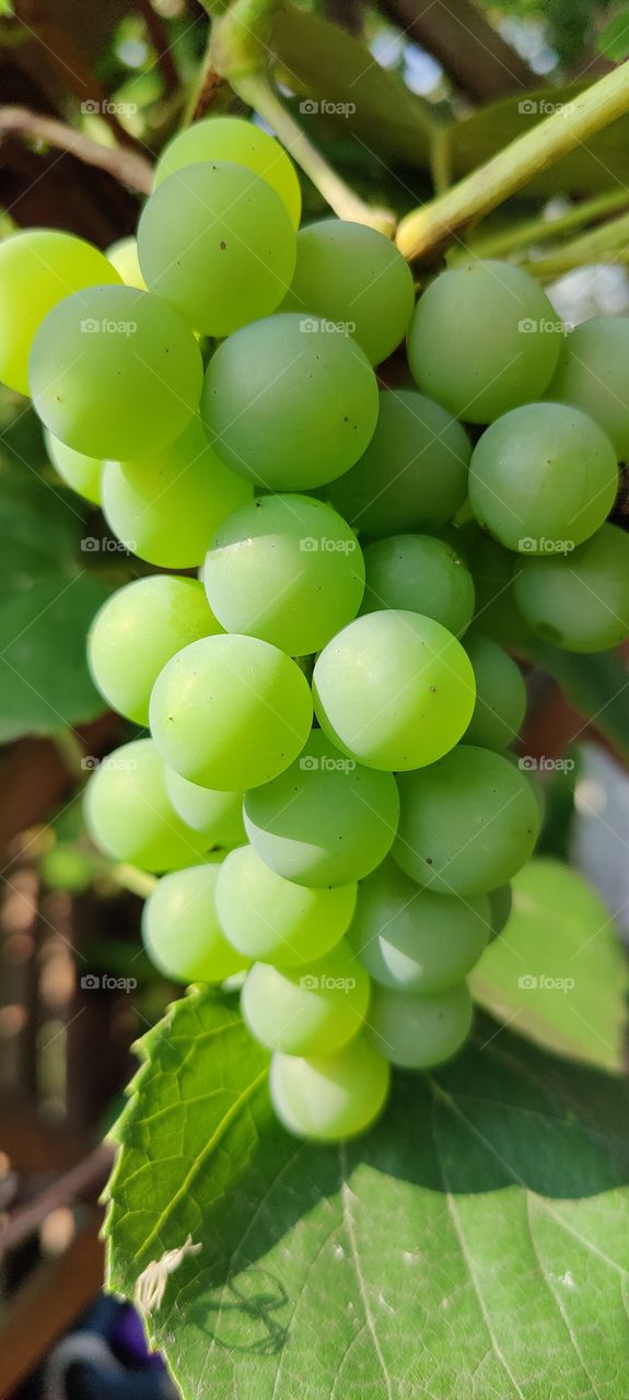 grapes