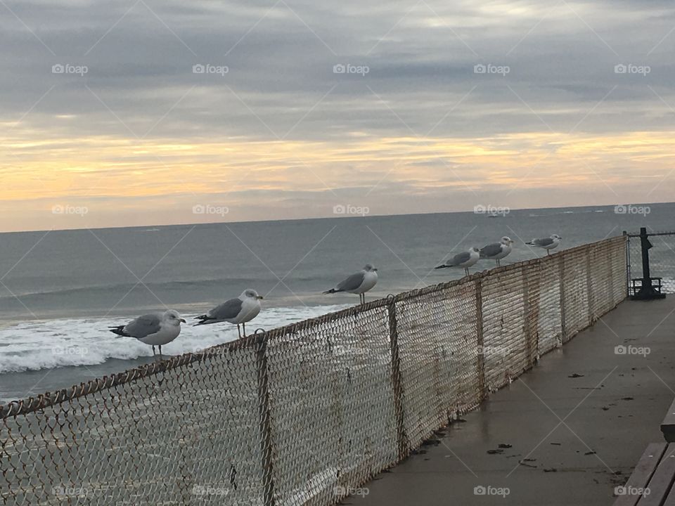 Wells beach Maine midday winter January day seagull gathering