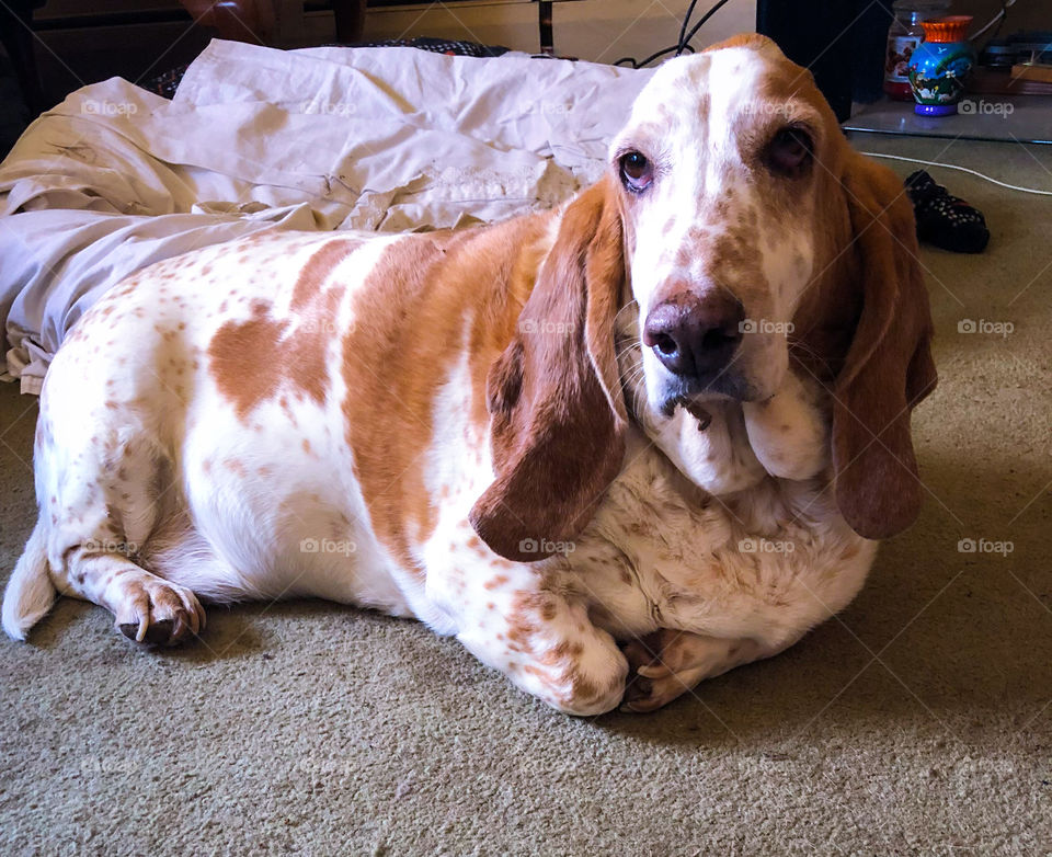 My basset hound posing for a picture