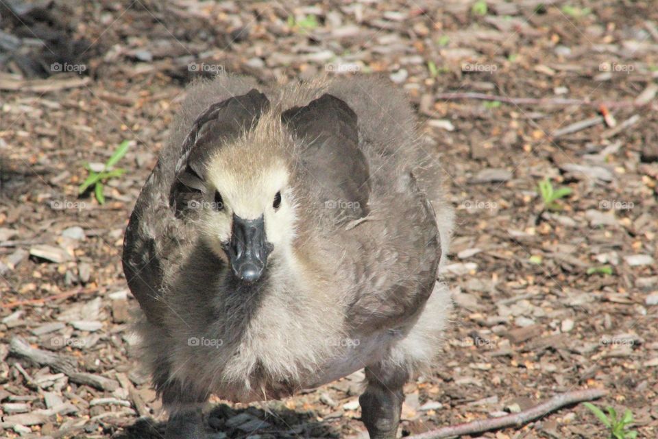 Closeup of gosling (Canada goose) looking into camera 