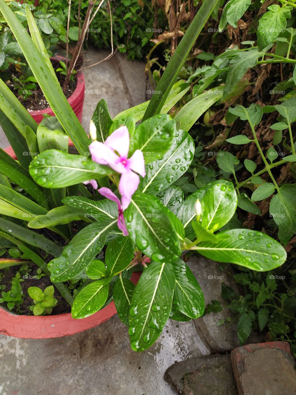Raindrops of early monsoon showers resting on the leaves