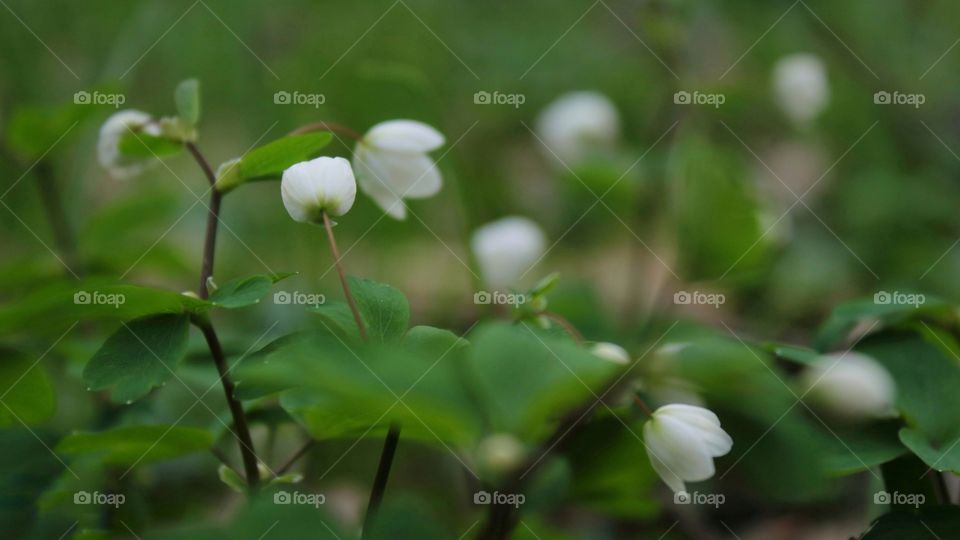 White bells