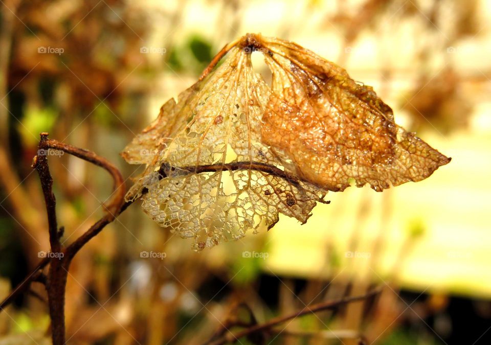 dry hydrangea