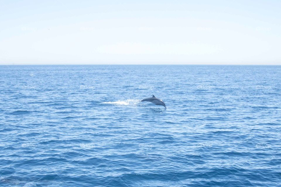 Jumping dolphin 