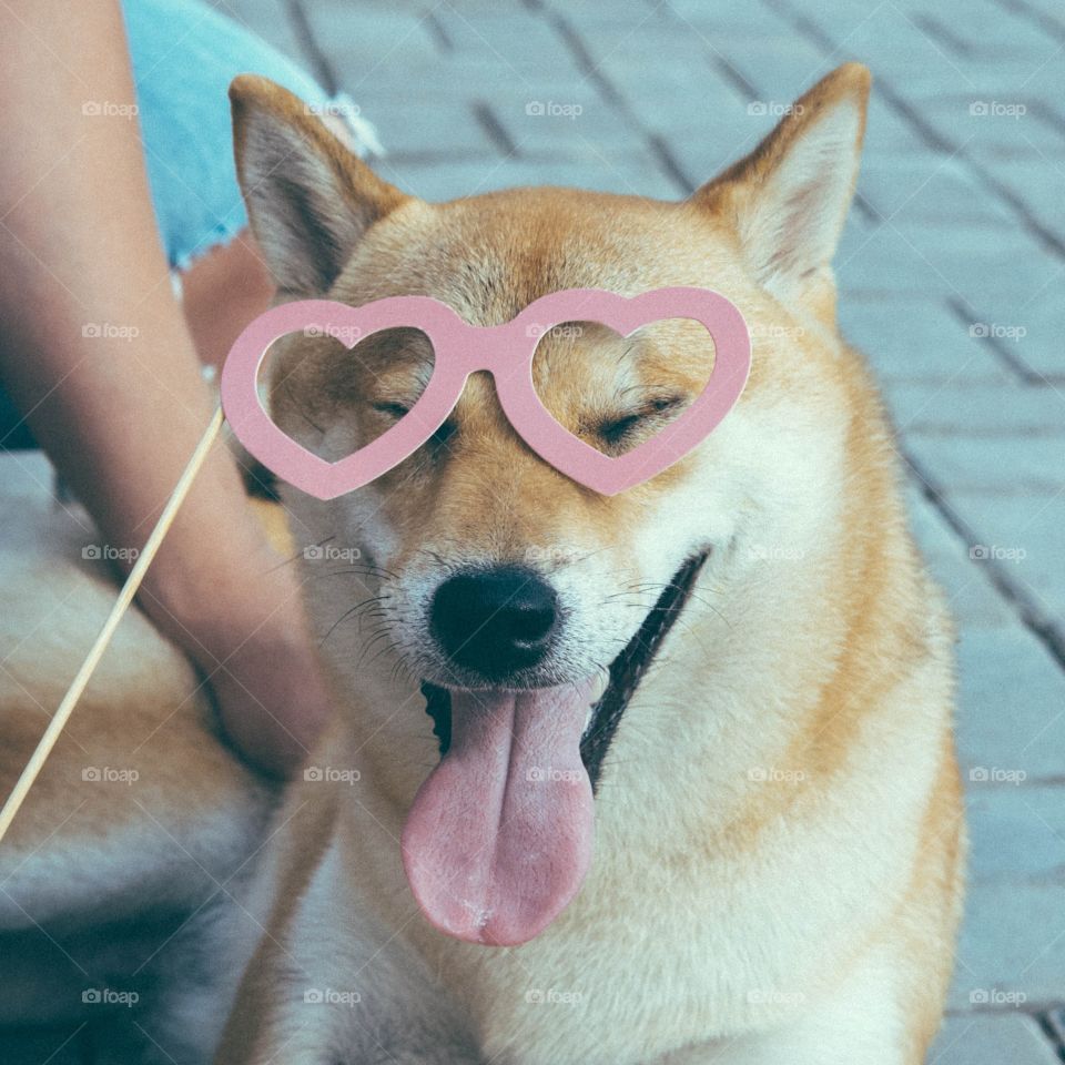 Smiling dog in heart shape glasses