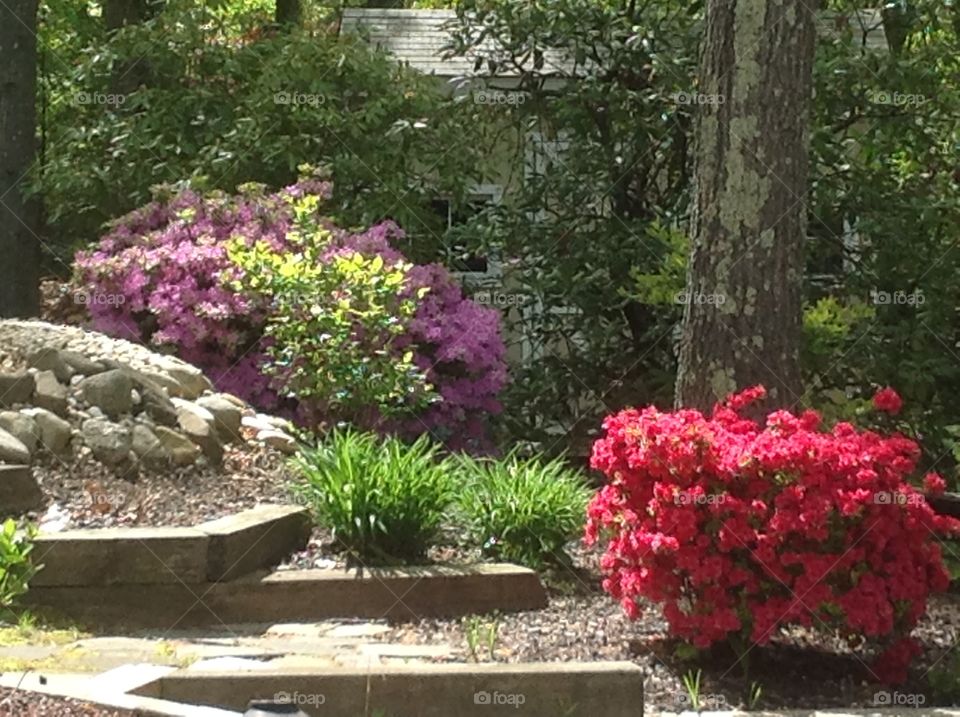 Beautiful blooming Azaleas this Spring.