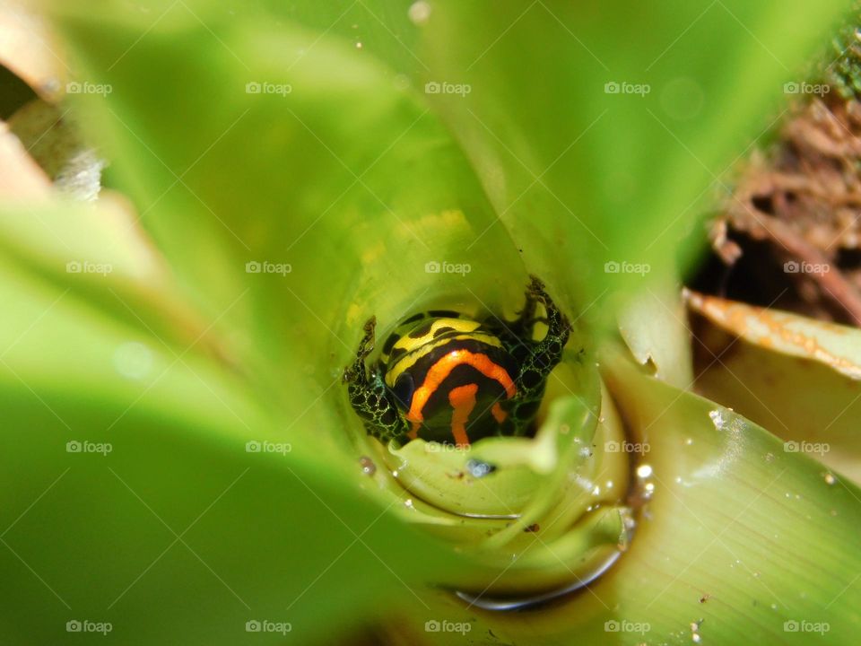 Insecto almorzando