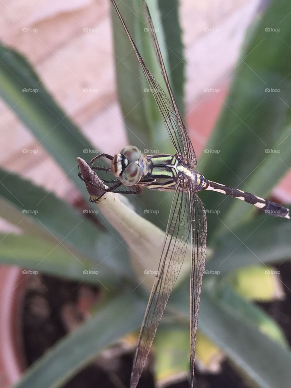 Dragonfly . Taking a photo with my iphone6 to the Dragonfly which dies not seem to care