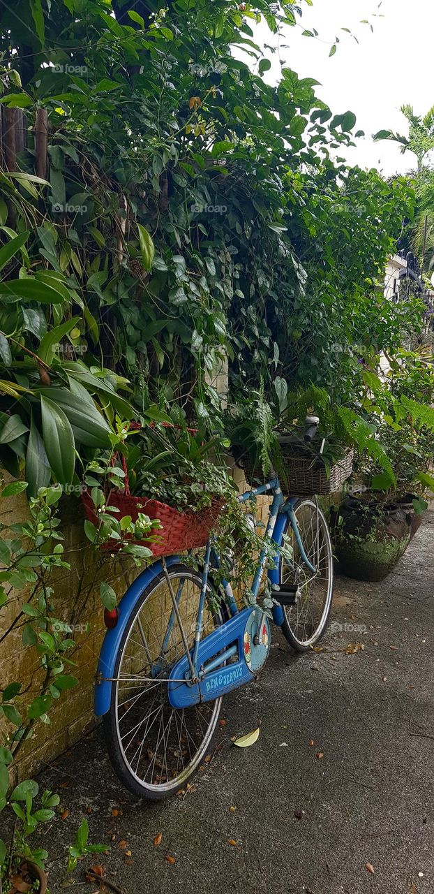 beautiful blue bicycle back side view along with greenery