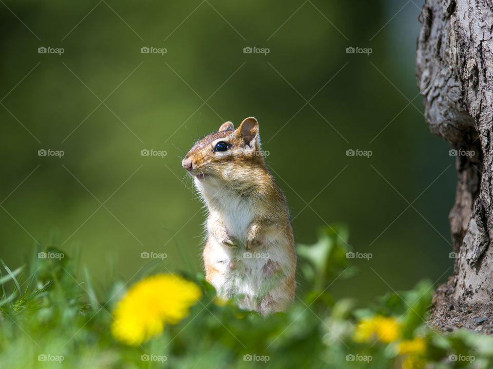 Chipmunk on a lookout