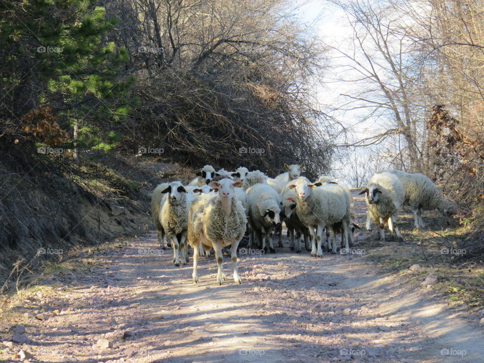 Flock of sheep on hiking dirt trail