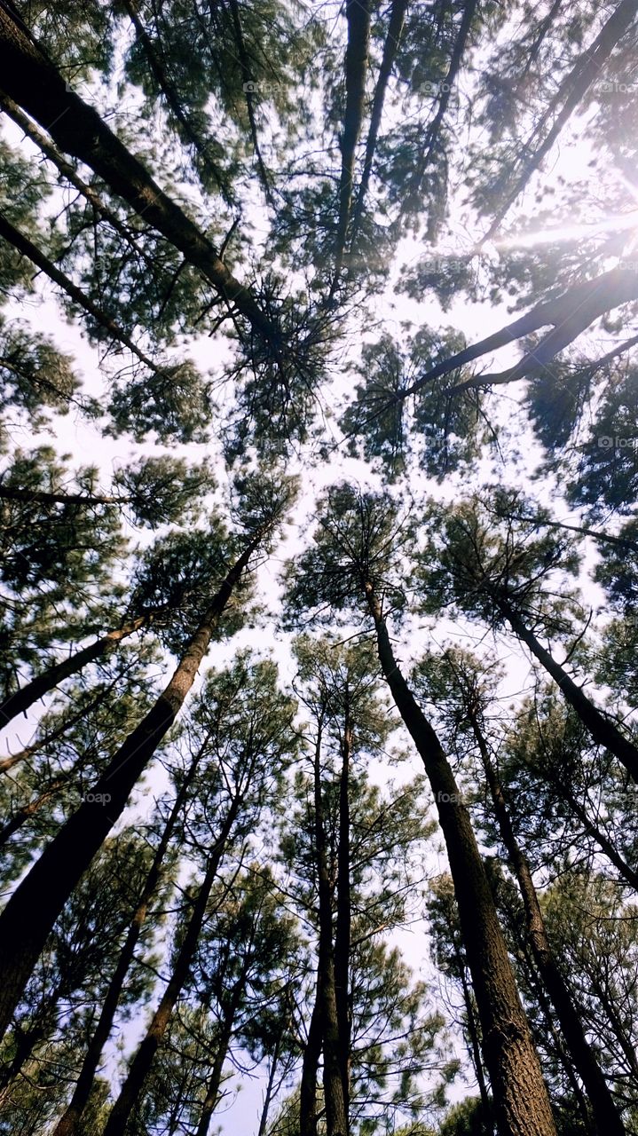 "Hutan Pinus Mangunan Imogiri Bantul, Yogyakarta"
