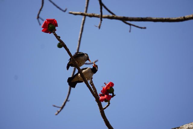 myna Bird