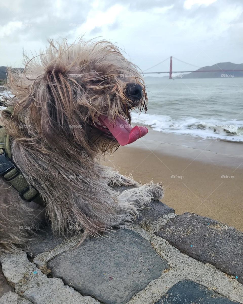 Coco the wonder dog sitting at the beach with the Golden Gate Bridge in the background 