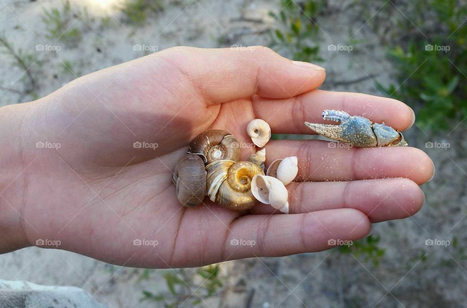 shells in hand