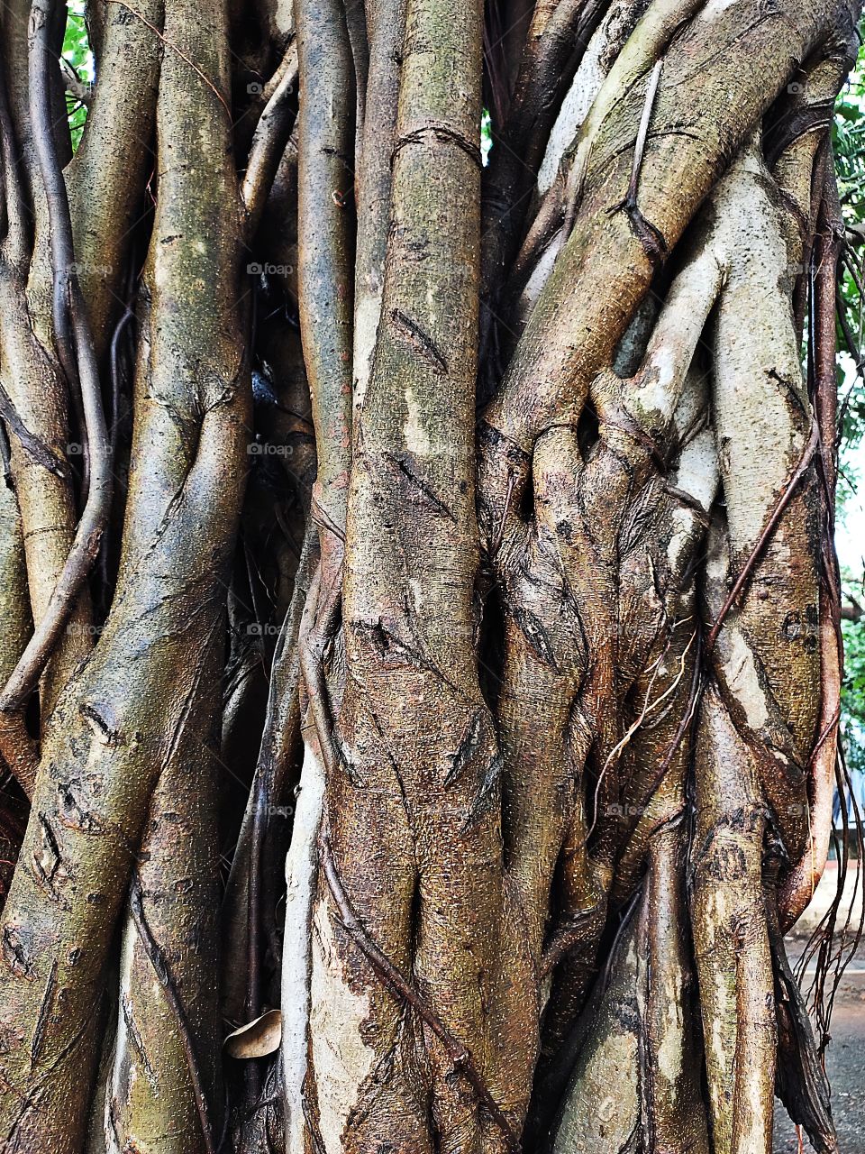 Zeomatry of Nature
at Baniyan Trunk
Amazing Flora 🍀🌱🍀🌿
👁️📷👁️📷