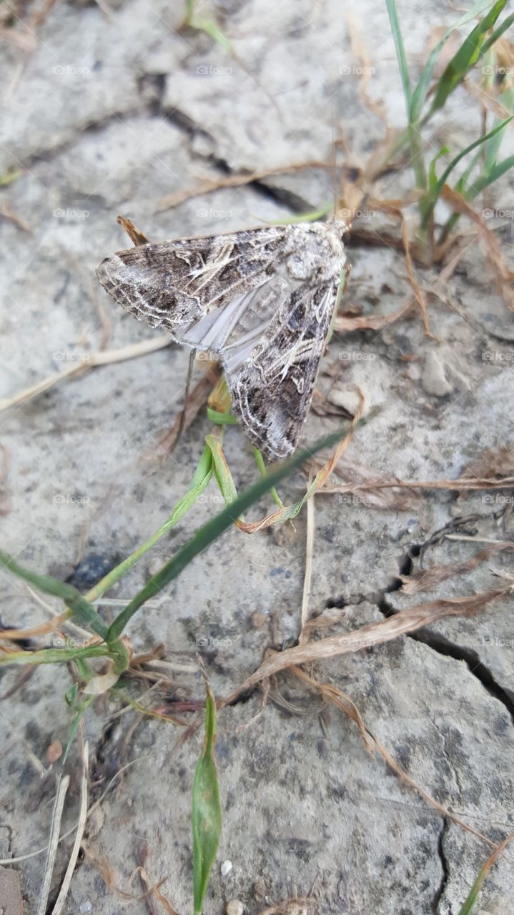 Moth Camouflage