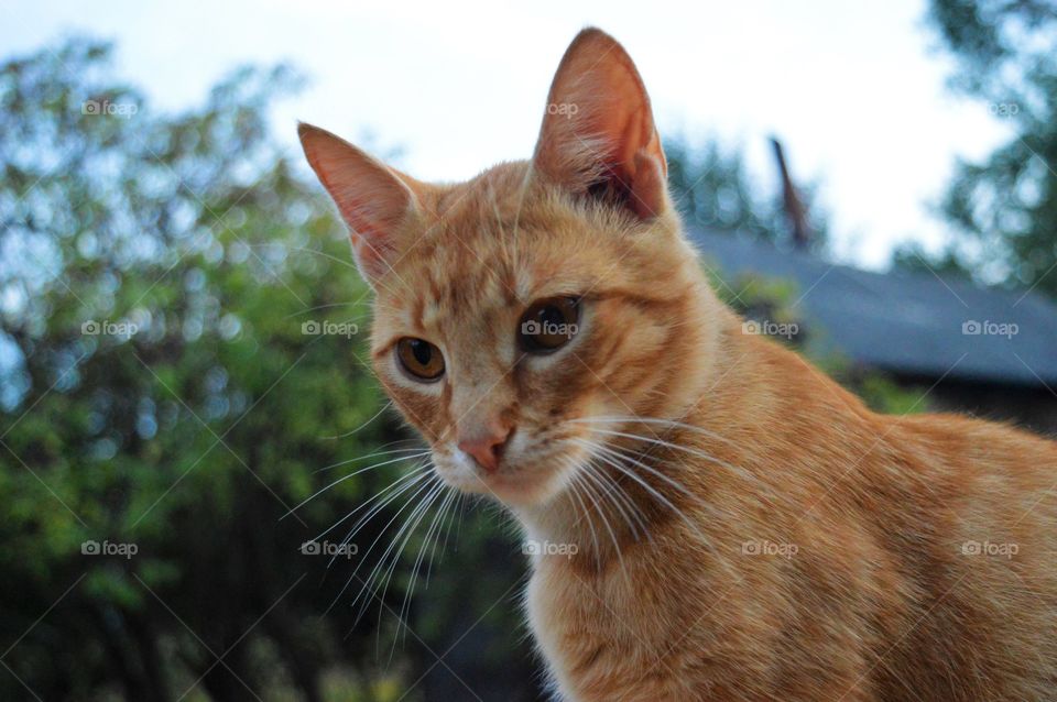Close-up of domestic cat