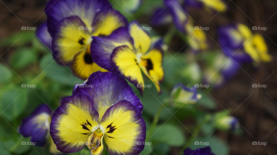 Purple and yellow flowers that were in the flower garden
