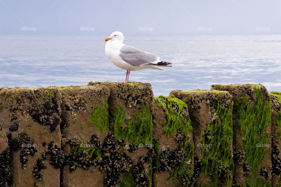 Seagull at the Beach 