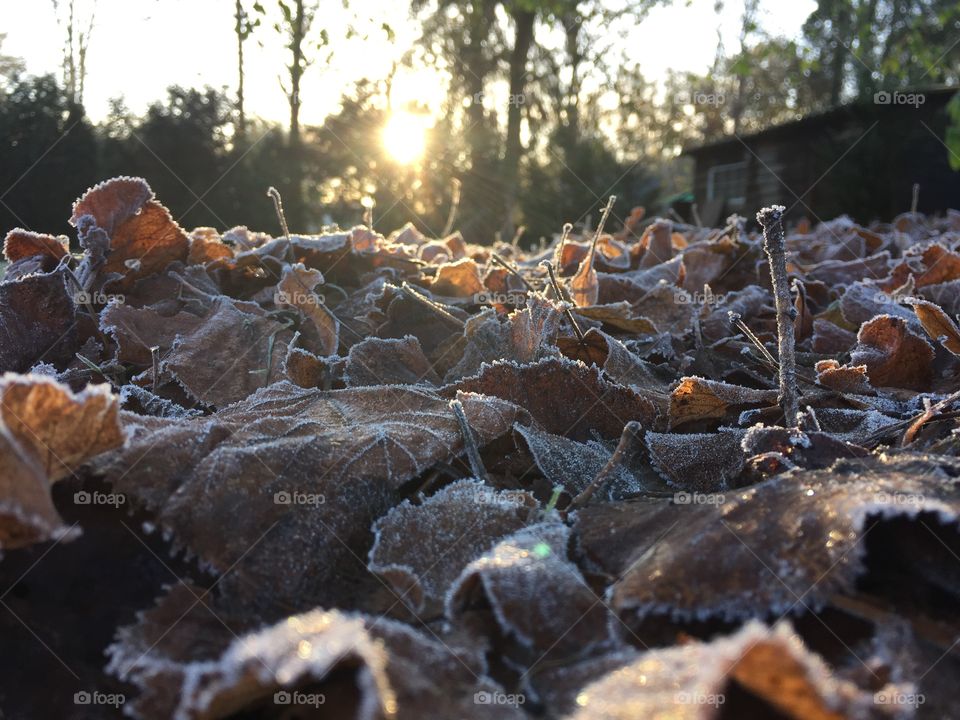 Autumn frost