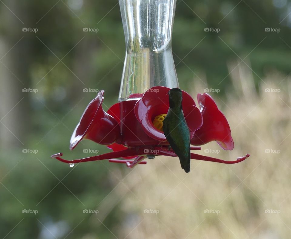 Adult hummingbird perched on feeder