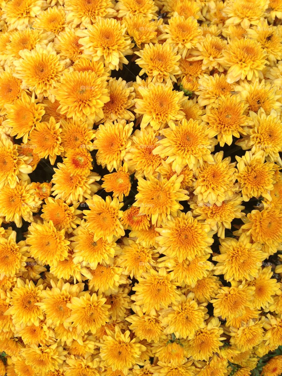 Colors of fall. Colors of fall in this display of orange flowers 
