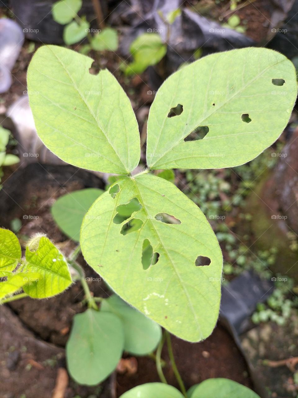 a picture of a leaf with a hole because it was eaten by a caterpillar